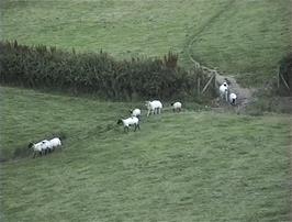 The sheep that entertained us this evening by following the path and each other along a very particular route